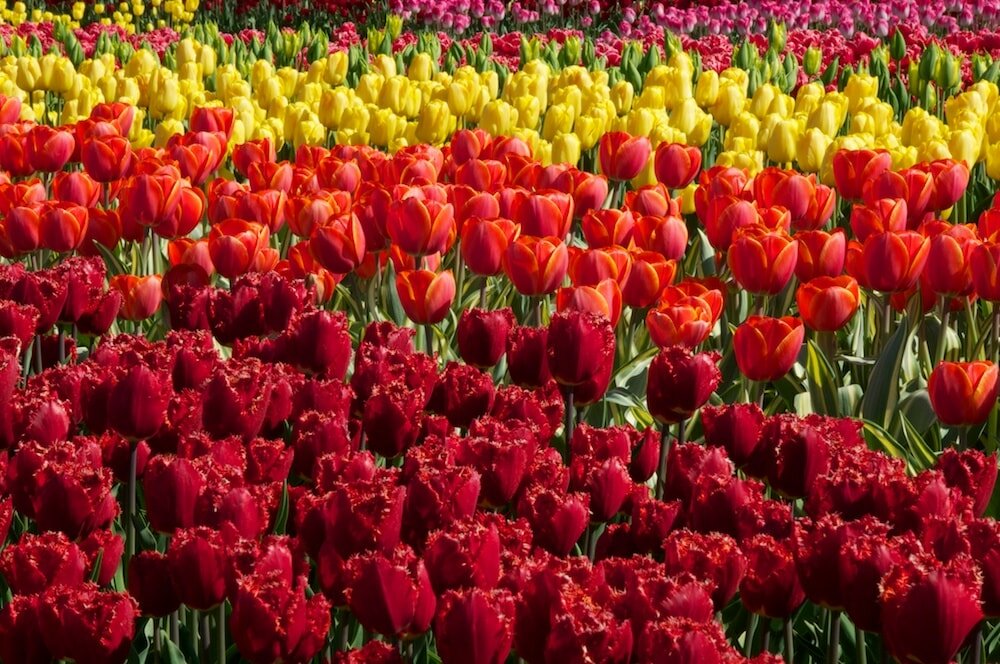 Tulpenveld, met vele verschillende tulpen (bij Venhuizen)